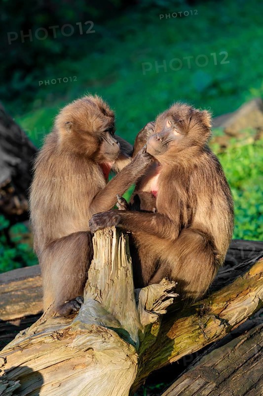 Two female Gelada (Theropithecus gelada), or bleeding-heart monkey sit with a baby between them in beautiful light on a tree trunk lying in green vegetation and groom each other