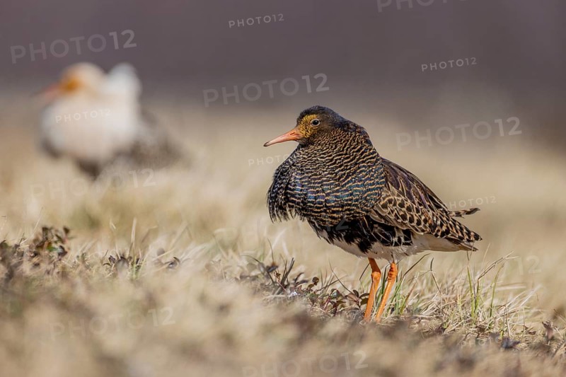 Ruff (Philomachus pugnax), at the mating site, Lapland, Finland