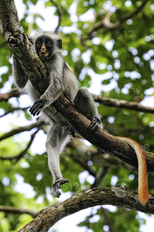 Sansibar-Stummelaffe (Piliocolobus kirkii) Männchen liegt auf Ast in Baumkronen, Jozani Chwaka Bay National Park, Sansibar, Tansania
