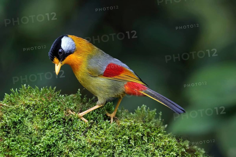 Silver-eared Mesia (Leiothrix argentauris), Malaysia