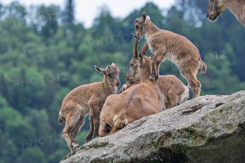 Three young ibexes (Capra ibex) climb and play on their mother, who is lying on a rock. A forest can be seen in the background. Carinthia, Austria