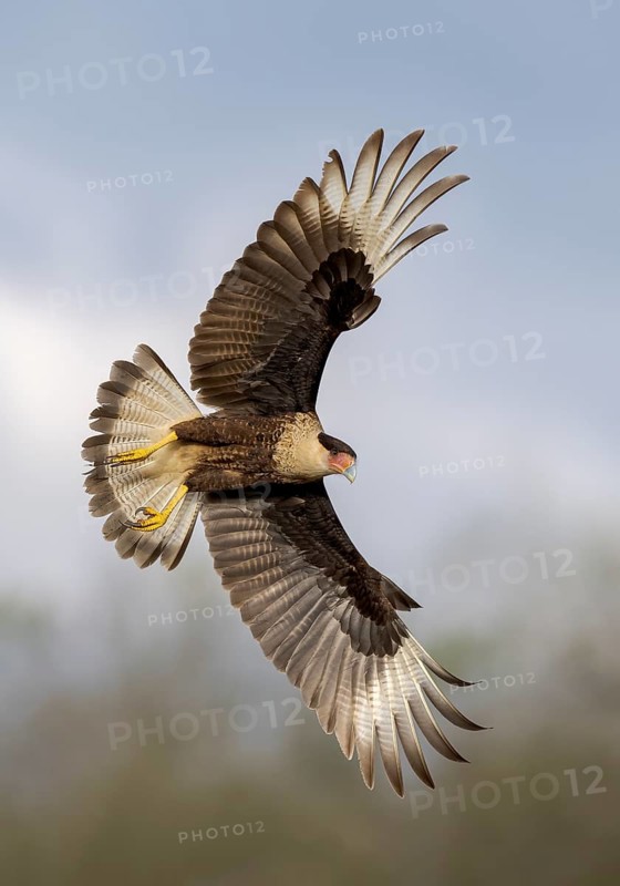 Northern Crested Caracara (Caracara cheriway) flying, Texas, USA