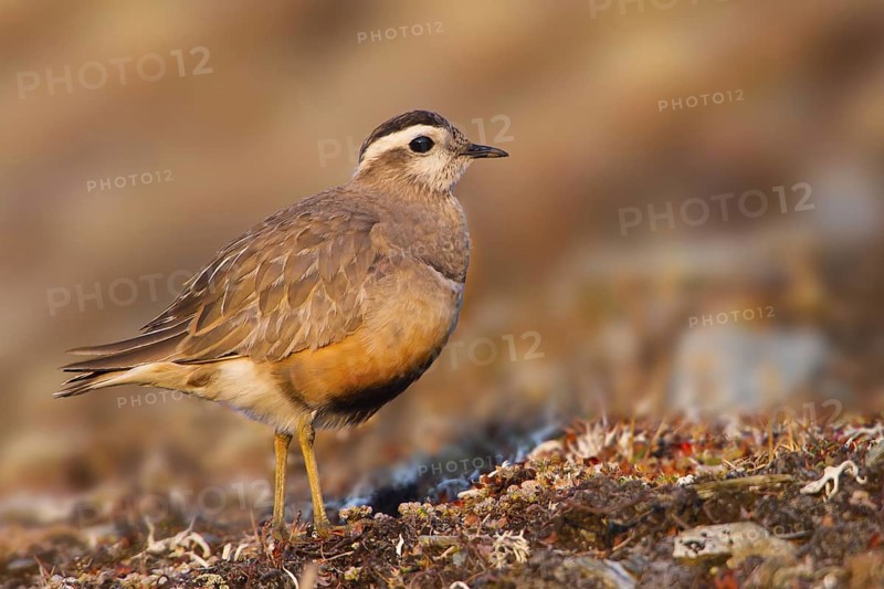 Eurasian Dotterel (Charadrius morinellus), Grisons, Switzerland