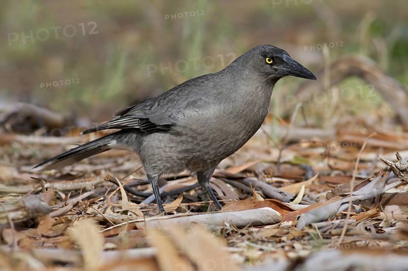 Grey Currawong (Strepera versicolor), Australian Capital Territory, Australia