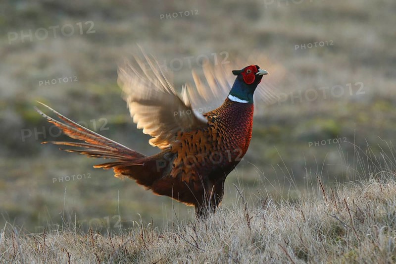 Common Pheasant (Phasianus colchicus) male flapping wings, Texel, Netherlands