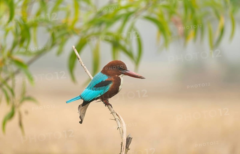 A white-throated kingfisher (Halcyon smyrnensis), Sreepur, Gazipur, Bangladesh