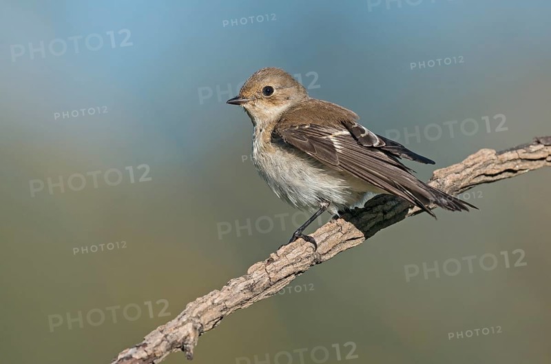 European Pied Flycatcher (Ficedula hypoleuca) perched on a branch, Aosta Valley, Italy