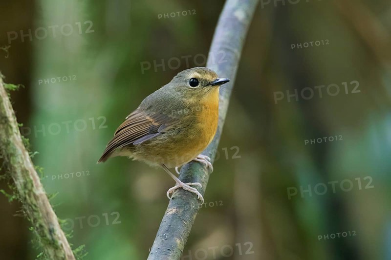 Snowy-browed Flycatcher (Ficedula hyperythra) female, Bidoup National Park, Vietnam