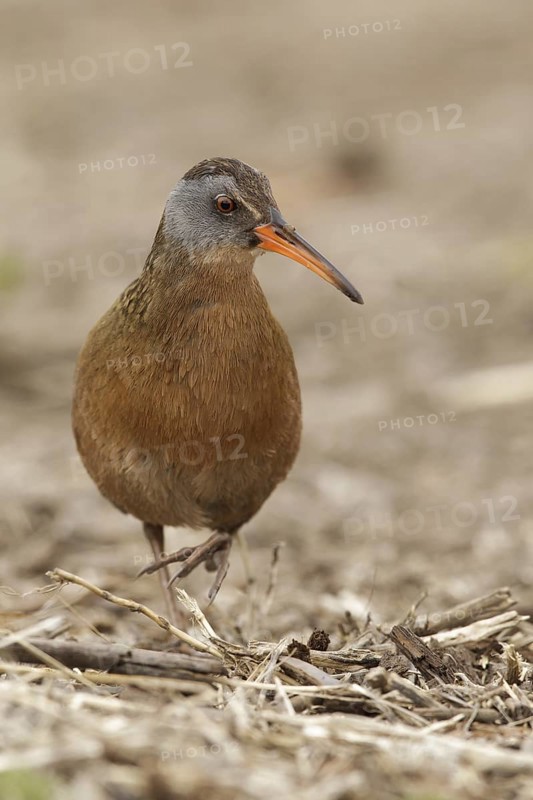 Virginia Rail (Rallus limicola), Idaho, USA