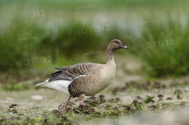 Pink-footed Goose (Anser brachyrhynchus), Schleswig-Holstein, Germany