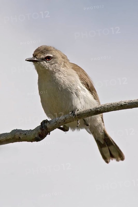 Mangrove Gerygone (Gerygone levigaster cantator), Queensland, Australia