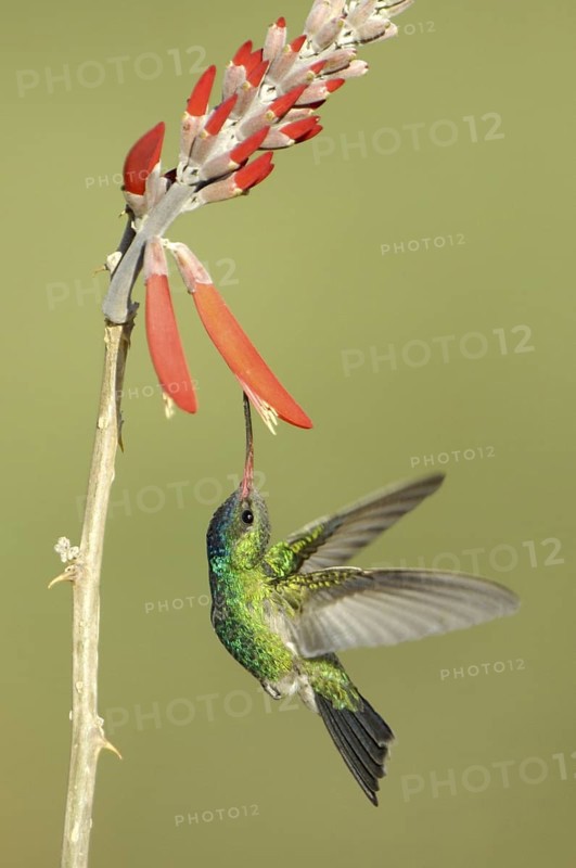 Broad-billed Hummingbird (Cynanthus latirostris), Arizona, USA