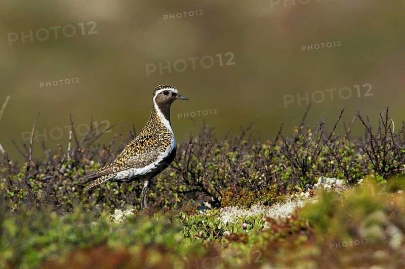 Goldregenpfeifer (Pluvialis apricaria) European Golden Plover