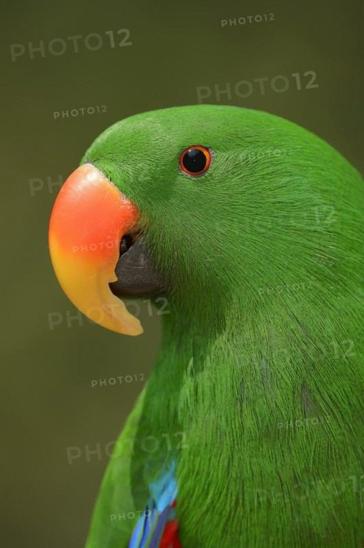 New Guinea noble parrot (Eclectus polychloros, Eclectus roratus polychloros), male, captive, occurring on New Guinea