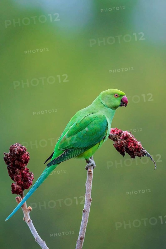 Rose-ringed Parakeet (Psittacula krameri), Baden-Wuerttemberg, Germany