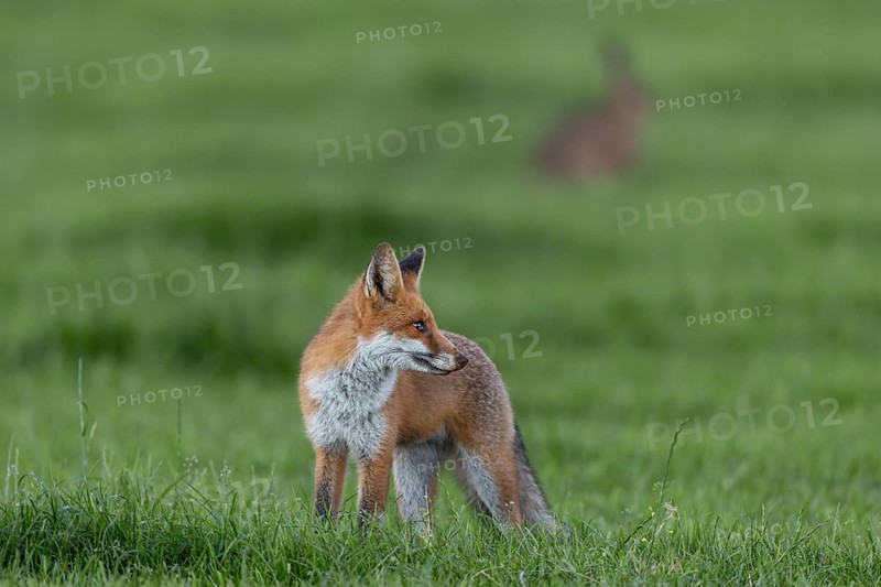 Not every hunting attempt is crowned with success and a noise distracts the red fox (Vulpes vulpes) from its hunt, under observation, juvenile, half-grown, August, Germany