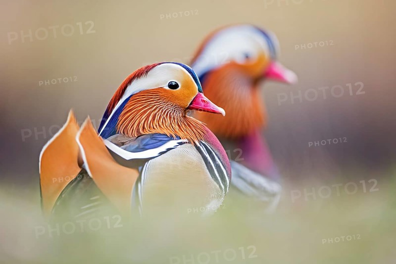 Mandarin Duck (Aix galericulata) male, Saxony-Anhalt, Germany