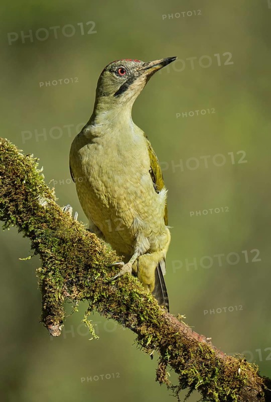 European Green Woodpecker (Picus viridis) adult female perched on a tree, Castile and Leon, Spain