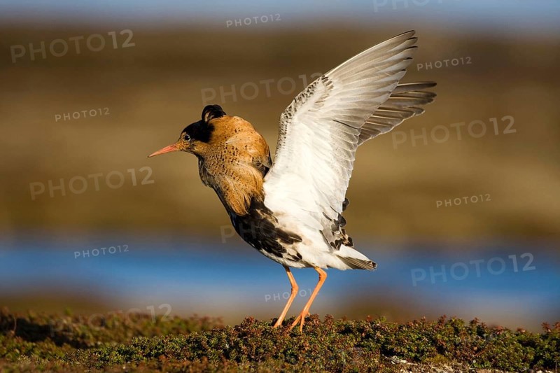 Combat Runner, (Philomachus pugnax), Narew, Bialystok, Varanger, Norway