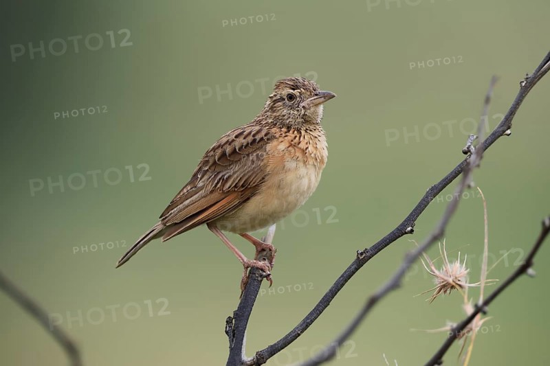 Bush Pipit (Anthus caffer), adult, on tree, perch, Pilanesberg National Park, North West Province, South Africa, Africa, Germany