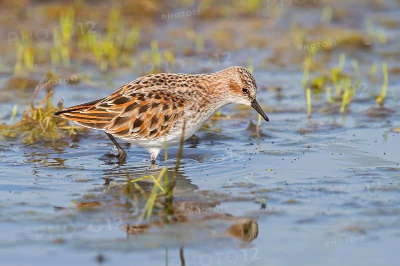 Little sandpiper, (Calidris minuta), foraging in the Lesbos biotope, Greece
