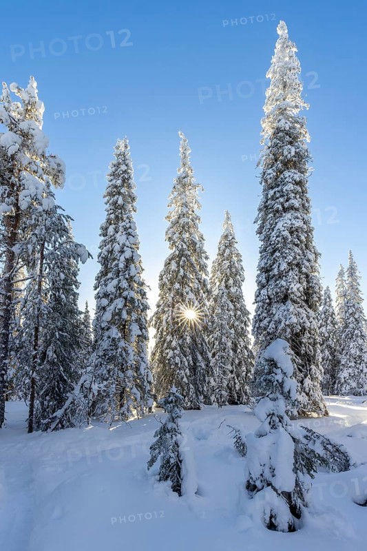 Snow covered spruce trees on the taiga forest in winter, Riisitunturi National Park in Finnish Lapland near Posio, Koillismaa, Lapland, Finland
