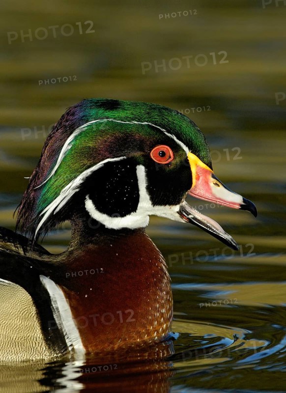 Wood Duck (Aix sponsa) male, California, USA