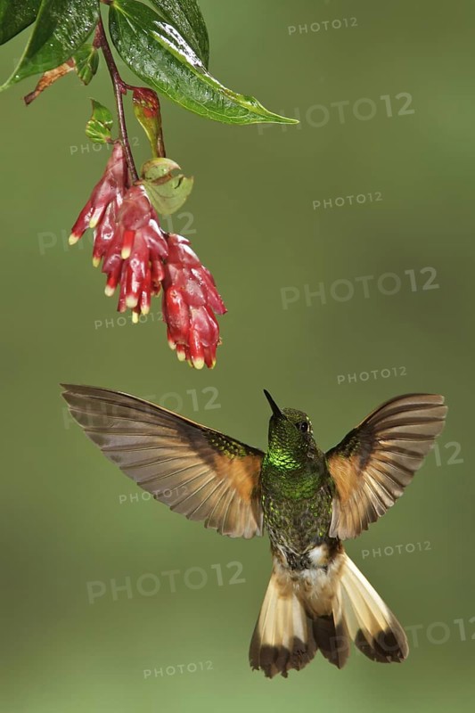 Buff-tailed Coronet (Boissonneaua flavescens) flying while feeding at a flower in Ecuador, South America
