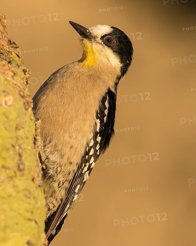 White-fronted Woodpecker (Melanerpes cactorum), Bolivia