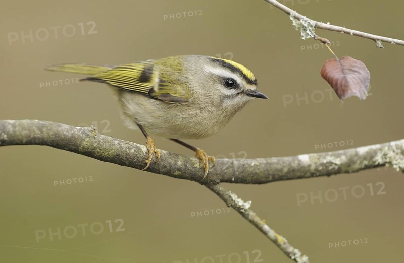 Golden-crowned Kinglet (Regulus satrapa), British Columbia, Canada