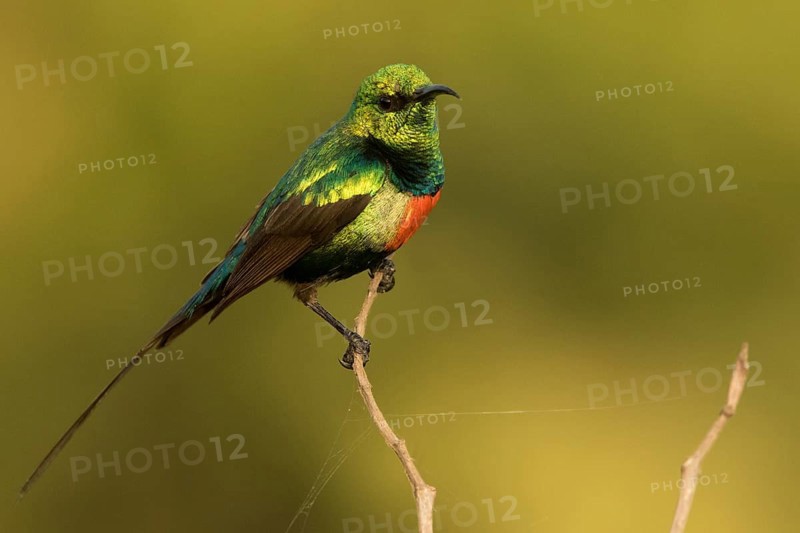 Beautiful Sunbird (Cinnyris pulchellus) male, Gambia