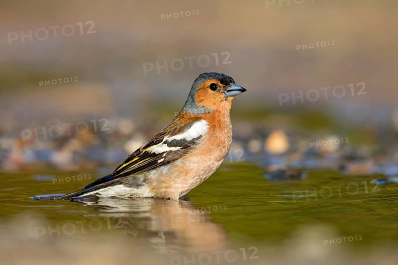 Chaffinch, (Fringilla coelebs), foraging, biotope, Wadi Darbat, Salalah, Greece, Oman