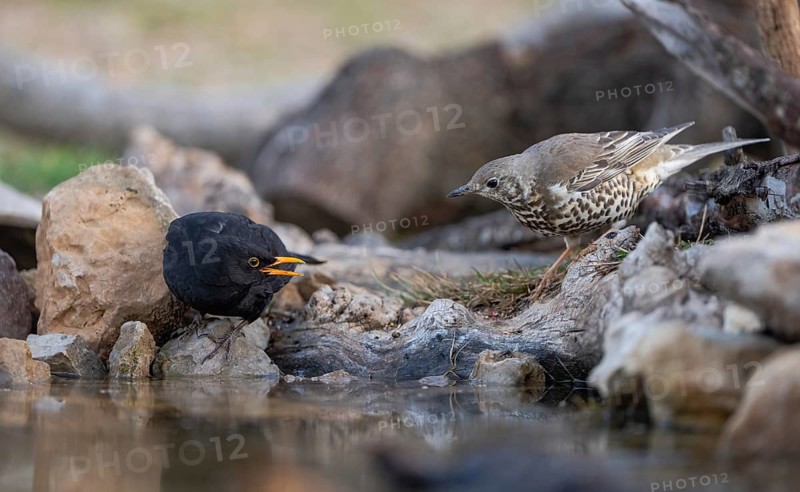 A mistle thrush and a Eurasian blackbird engage at a rocky waterhole, with the thrush looking on as the blackbird displays aggressive behavior
