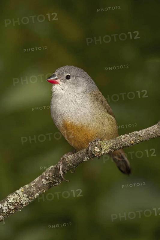 Yellow-bellied Waxbill (Coccopygia quartinia)
