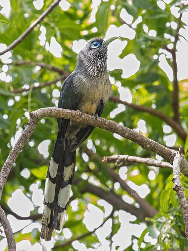 Blue-faced Malkoha (Phaenicophaeus viridirostris), Sri Lanka