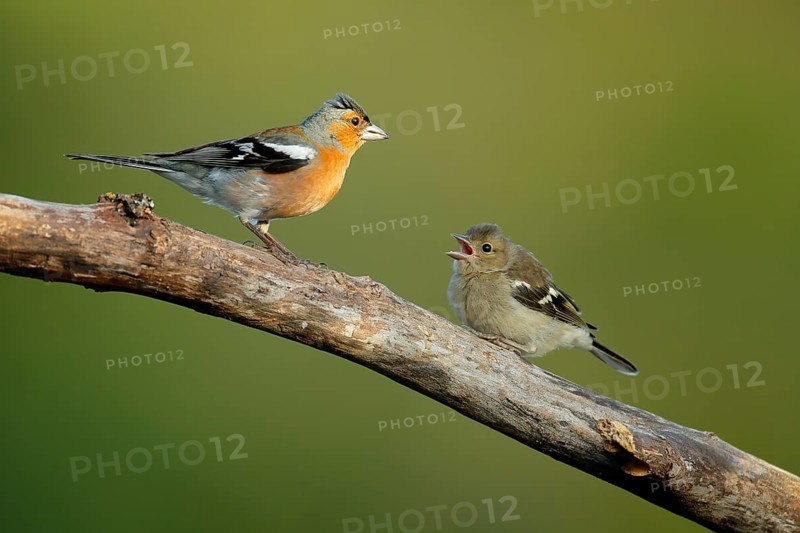 Common Chaffinch (Fringilla coelebs) male with young perched on a branch, Andalusia, Spain