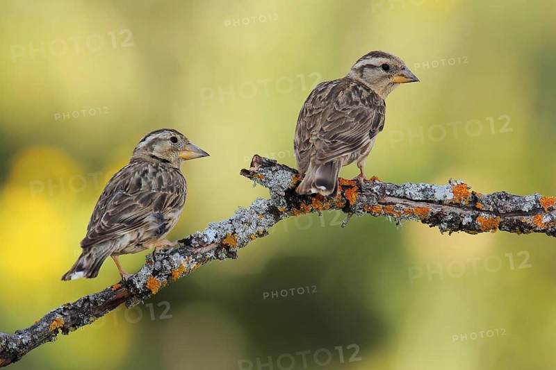 Rock Sparrow (Petronia petronia), Andalusia, Spain