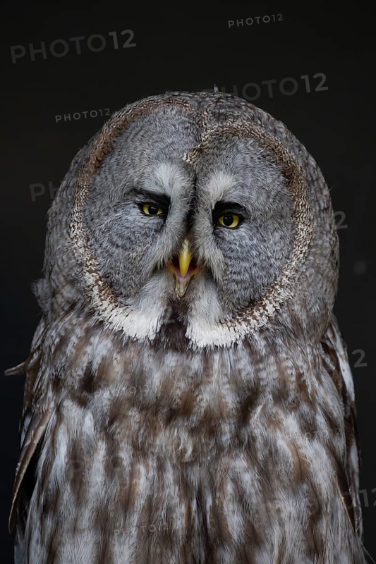 Great grey owl (Strix nebulosa) adult bird of prey head portrait, England, United Kingdom