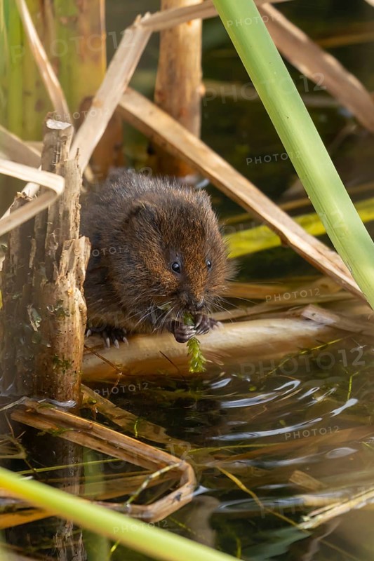 Water vole (Arvicola amphibius) adult rodent animal feeding on pondweed in a reedbed on a pond, England, United Kingdom