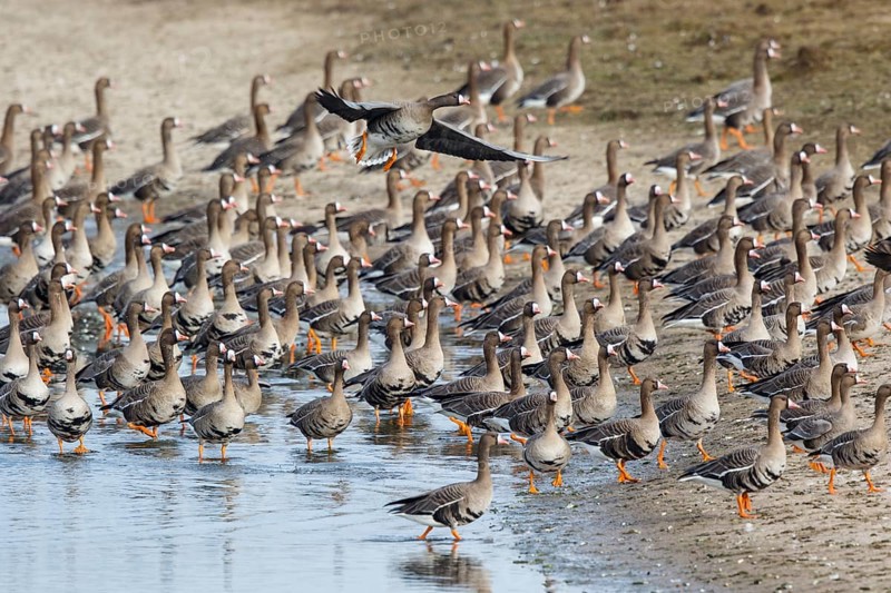 Greater White-fronted Goose (Anser albifrons) huge flock resting in water, North Rhine-Westphalia, Germany