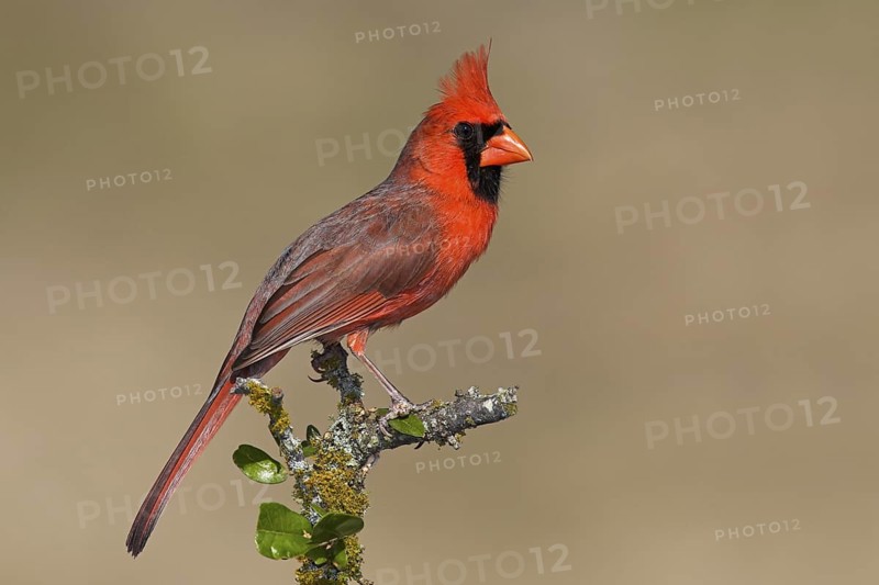 Northern Cardinal (Cardinalis cardinalis) male, Texas, USA