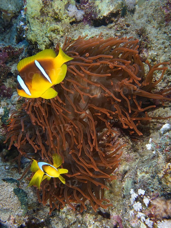Fluorescent bubble anemone (Entacmaea quadricolor)