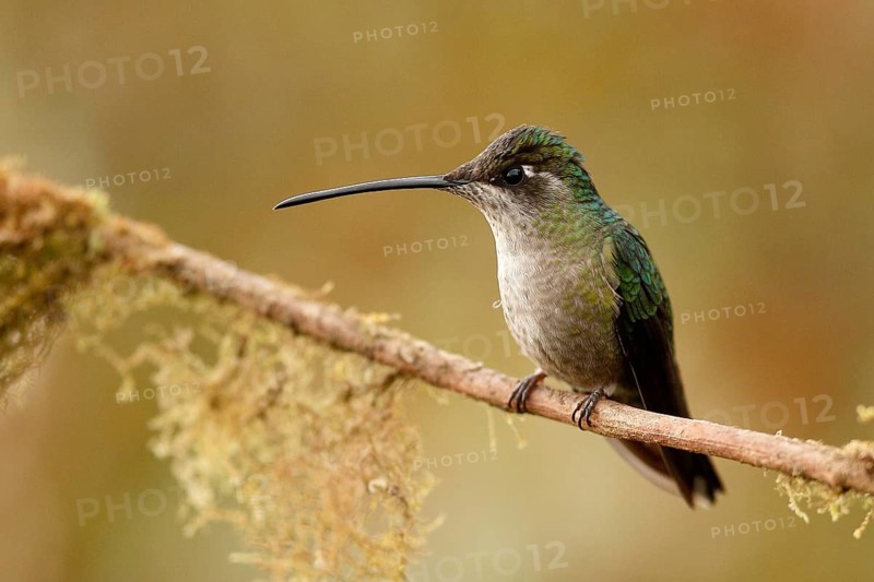 Rivoli's Hummingbird (Eugenes fulgens) female perched on a branch, Costa Rica