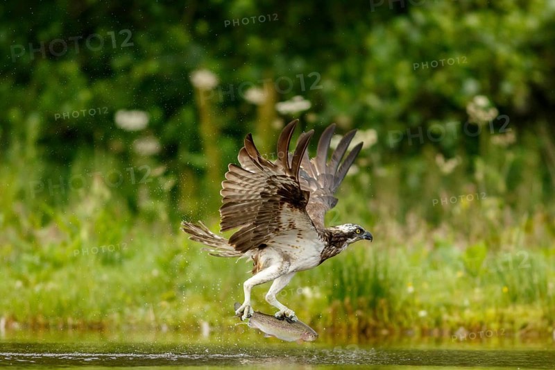 Osprey (Pandion haliaetus), fishing on lake, Cairngorms National Park, Scotland, United Kingdom