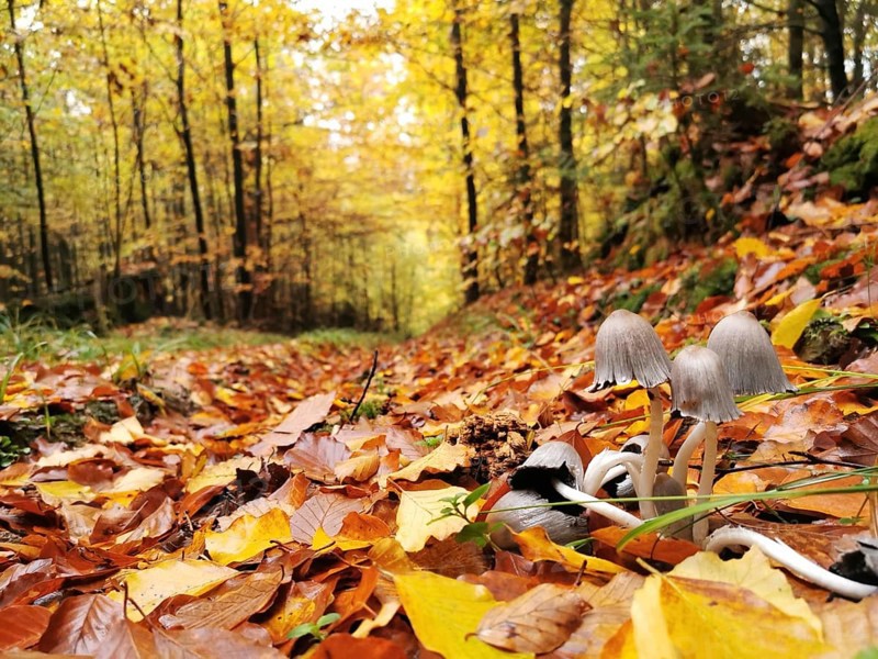 Autumn leaves cover the forest floor, small mushrooms (Coprinellus micaceus) grow on the edge of a light forest path, Franconian Forest nature park Park