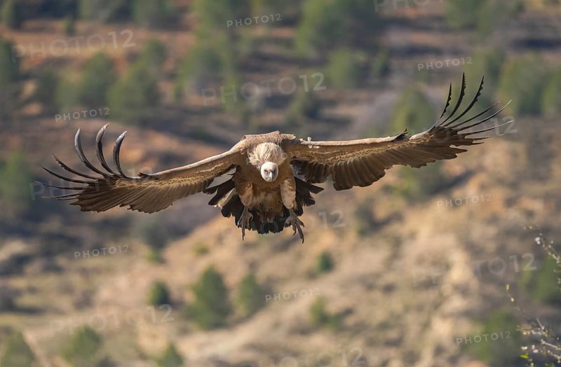 A Griffon Vulture soars gracefully with wings wide open, casting a striking silhouette against a blurred natural background. Captured in its natural habitat