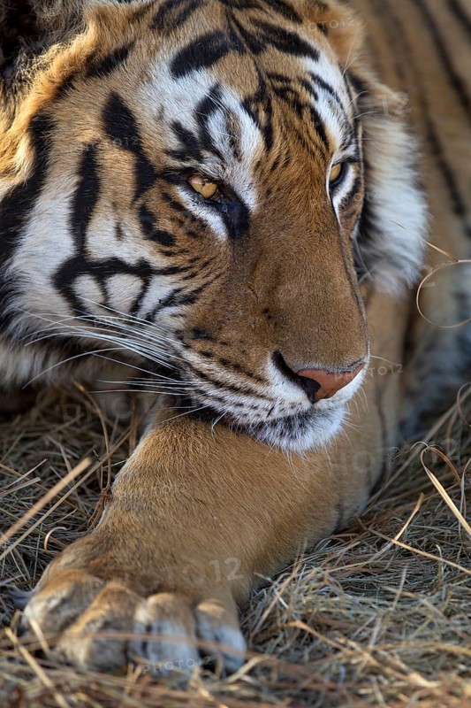 Bengal Tiger (Panthera tigris) adult portrait, captive, Philippolis, South Africa