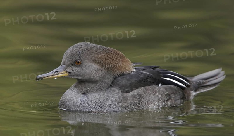Hooded Merganser (Lophodytes cucullatus) female, Arizona, USA
