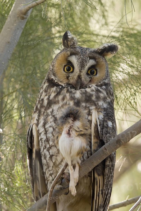 Long-eared Owl with partially-eaten Kangaroo Rat
