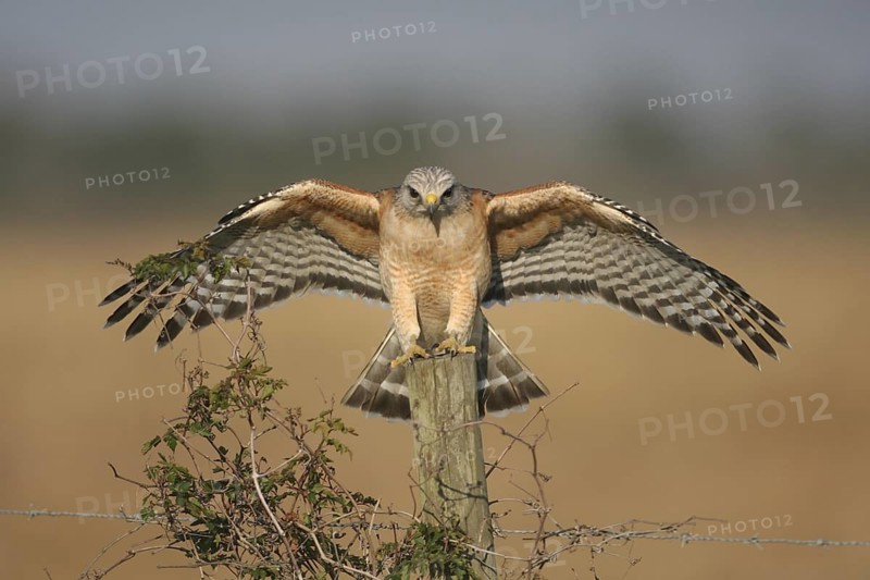 Red-shouldered Hawk (Buteo lineatus), Florida, USA